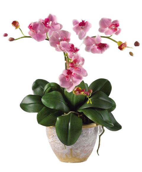 pianta orchidea rosa