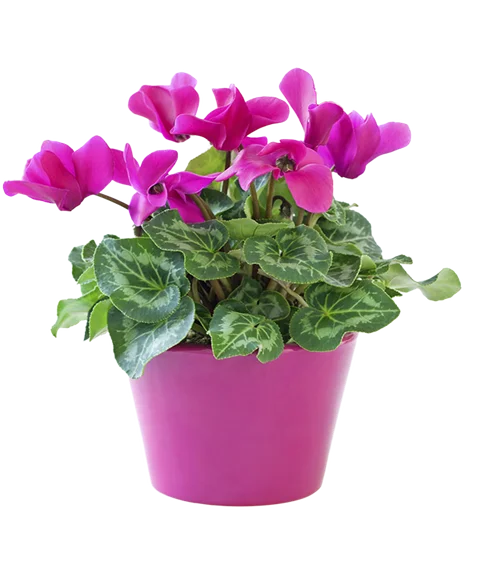 Pianta di ciclamino